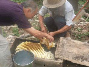 蜂箱割蜜视频